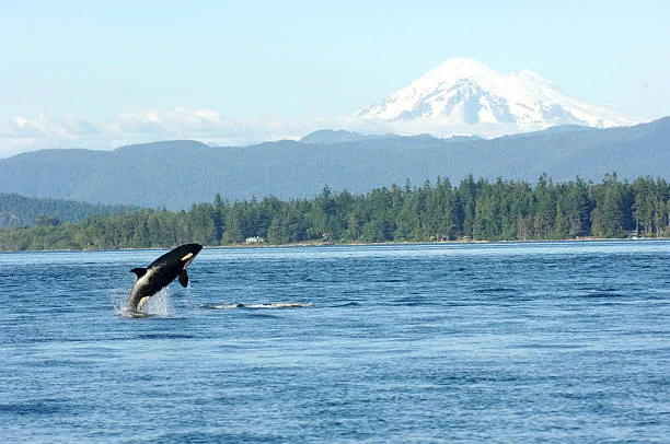 Kent, Washington